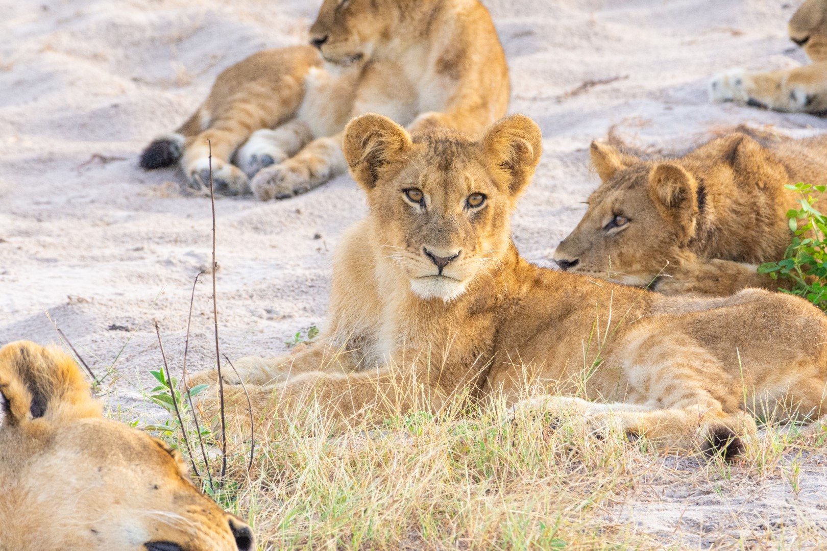 Chobe Safari Lodge - Image 20